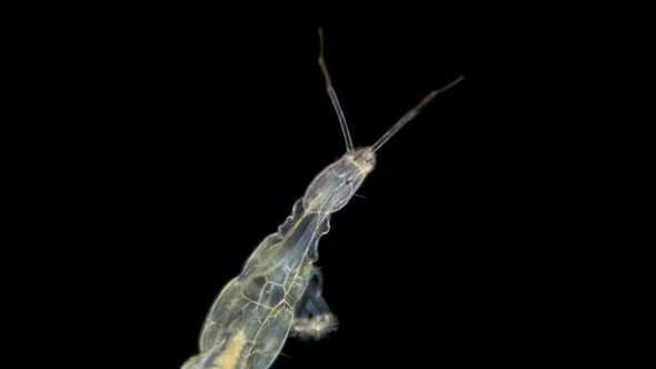 Insecta Larva Nonbiting Midge Under the Microscope Family Chironomidae Order Diptera Distributed at