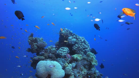 Tropical Coral Garden Life