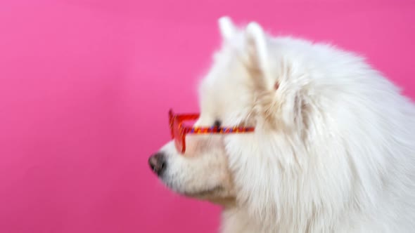 A cute funny dog ​​posing in the camera with glasses, Samoyed dog. White Samoyed dog in red glasses