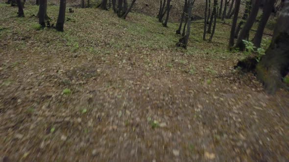 Walking on a Trail forest. POV crane shot in the woods with high thin green trees in sunny day. Stab