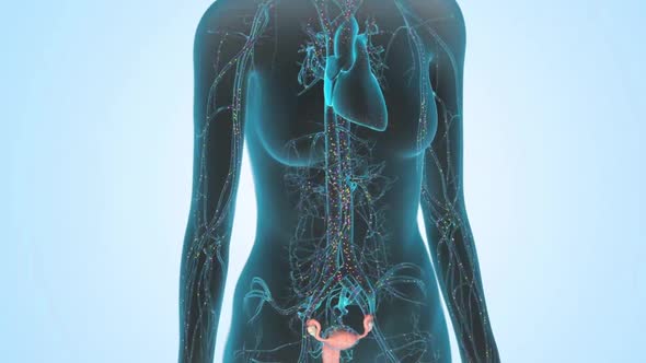 Distribution of the female hormone estrogen in the body