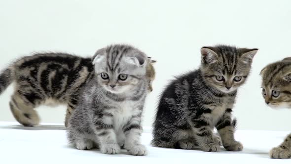 Kittens Scottish Fold and Straight Creep and Look Around. White Background. Slow Motion