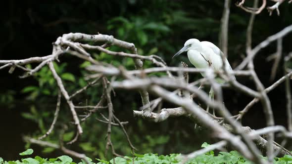 Little Blue Heron (egretta caerulea), Costa Rica Birds and Wildlife, Perched Perching On a Branch in