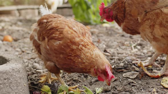 Happy Chickens Run Around in the Hen House