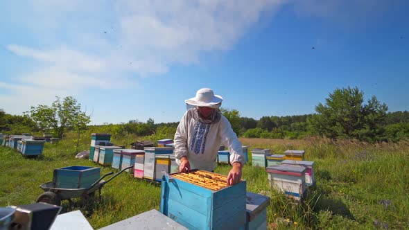 Honey cell with bees in a sunny day. Apiculture. Apiary. Man working in apiary. 