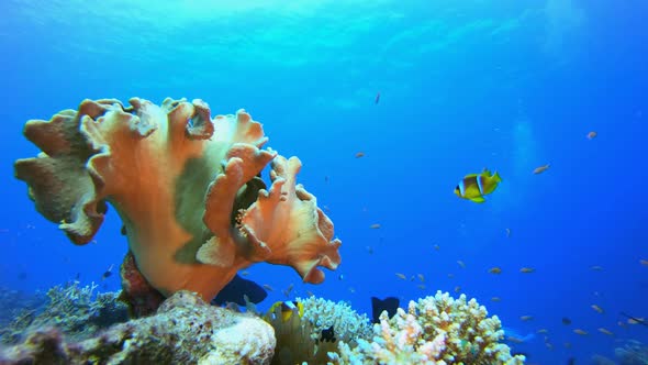 Underwater Sea Life Clownfish