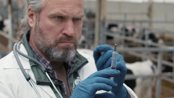 Veterinarian Preparing to Vaccinate Cattle at Farm