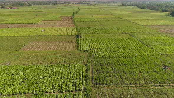 Agricultural Land in Indonesia