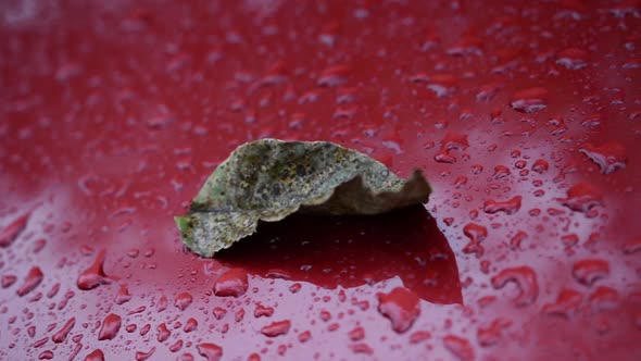 Autumn Leaf on a Car During the Rain