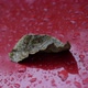 Autumn Leaf on a Car During the Rain - VideoHive Item for Sale