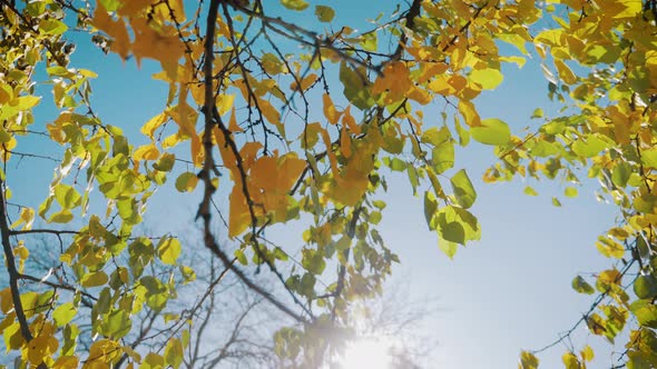 Colorful Autumn Leaves on the Sun. Tree with Yellow Leaves, the Daytime Sky.