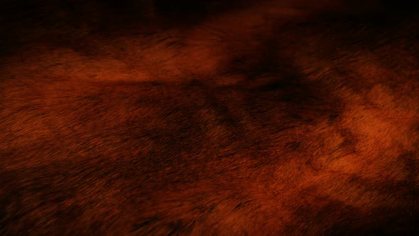 Animal Fur Illuminated In Firelight