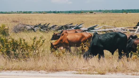 Herd of African Humpback Cows Walking at the Side of the Asphalt Road Zanzibar