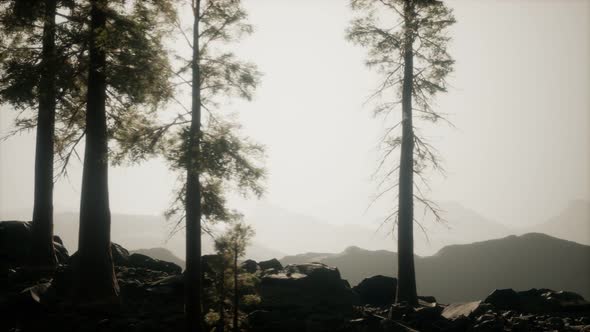 Trees in Fog in Mountains