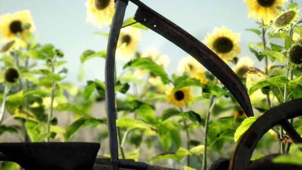 Old Vintage Style Scythe and Sunflower Field