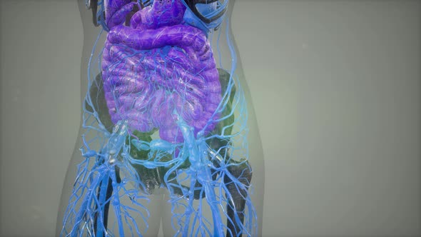 Human Anatomy Illustration with All Organs alt