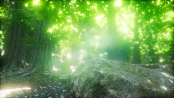 Morning in the Misty Spring Forest with Sun Rays alt