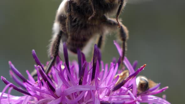 Macro footage of bumblebee on purple flower during sunny day in spring season.