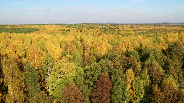 Aerial View at Autumn Mixed Forest at Day