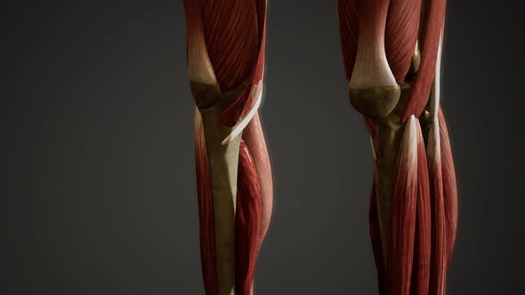 Muscular System of Human Body Animation alt