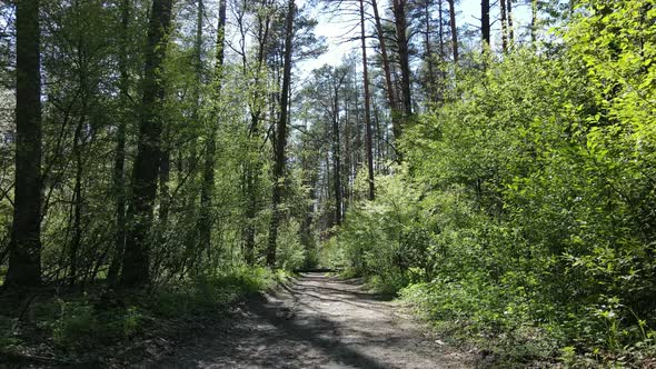 Green Forest During the Day Aerial View