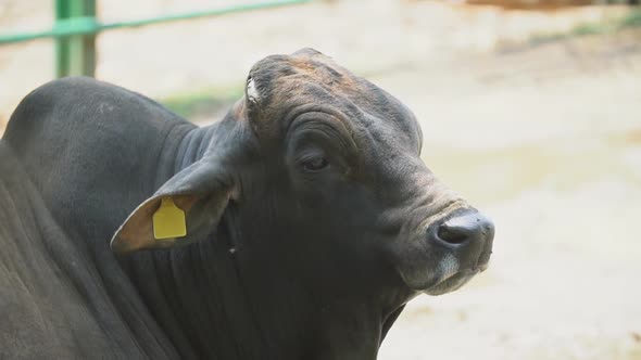 Southern Cattle Breed