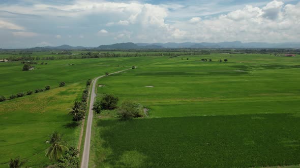 The Paddy Rice Fields of Kedah and Perlis, Malaysia