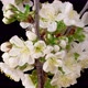 Cherry Blossom. White Flowers Blossoms on the Branches Cherry Tree. - VideoHive Item for Sale