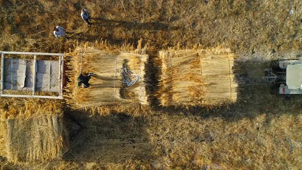 Reeds on the Tractor Loading