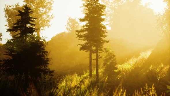 Panoramic View of the Majestic Evergreen Forest in a Morning Fog