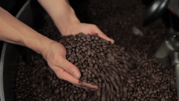 Barista holding handful of coffee beans