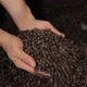 Barista holding handful of coffee beans - VideoHive Item for Sale