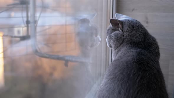 Sad Gray British Home Cat Sits on Windowsill Reflected in Window