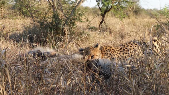 Cheetah mom and cute fuzzy cubs eat hidden antelope in tall gold grass
