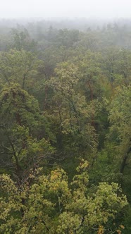 Vertical Video Fog in the Forest Aerial View