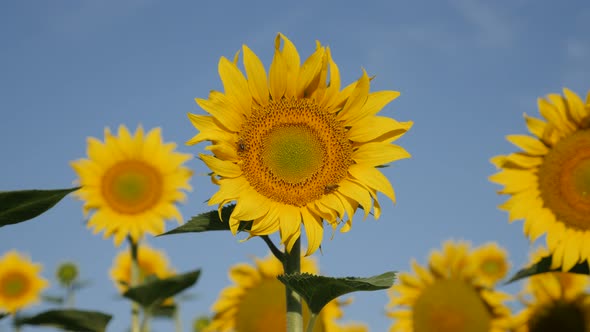 Morning sun light over sunflower Helianthus annuus plant  4K video