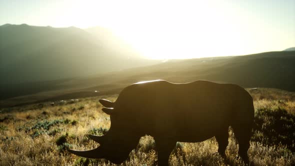 Rhino Standing in Open Area During Sunset