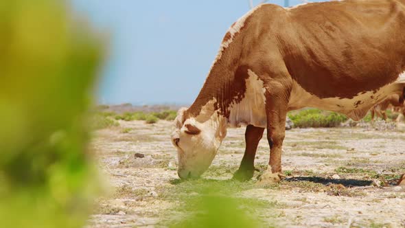 Cow grazing in desert, seen from behind green leaves, SLOW MOTION