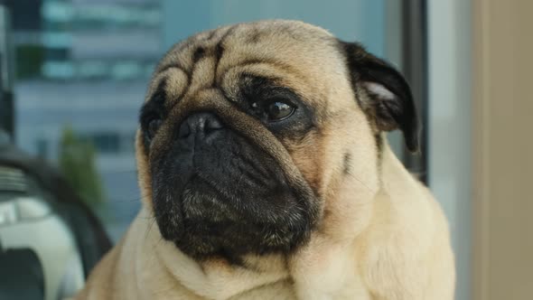 Closeup Portrait of the Pug