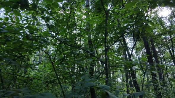 Slow Motion View of Green Forest By Day