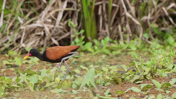 A beautiful  Wattled Jacana is waddling through greenery in search of  food