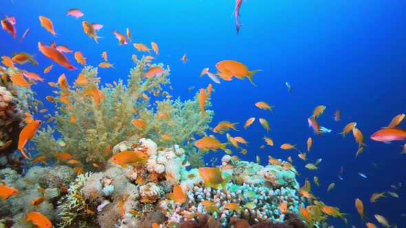 Underwater Happy Orange Fish