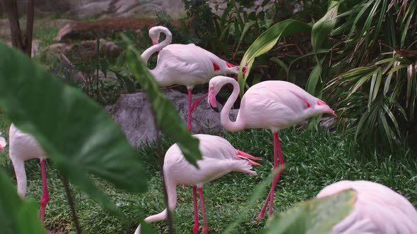 Group of Pink Flamingoes Standing in Tropical Green Jungle
