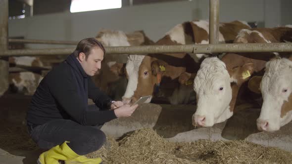 Cow milk farm. Farmer working with tablet.