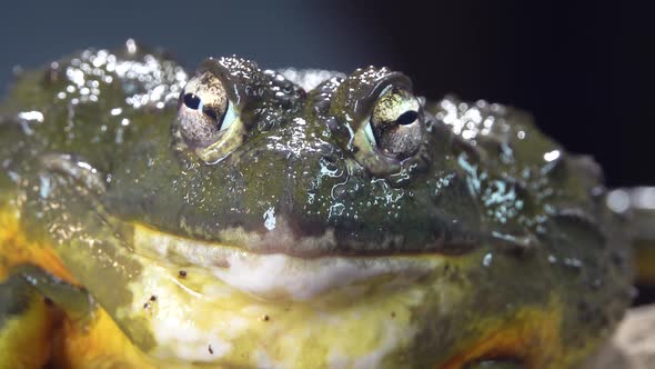 Cyclorana Toad-water Pot Frog Sitting on Wooden Snag in Black Background. Close Up