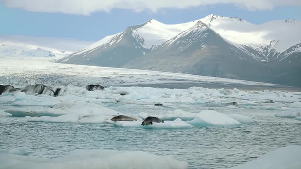 Seal Watching During a Boat Trip on the Lagoon