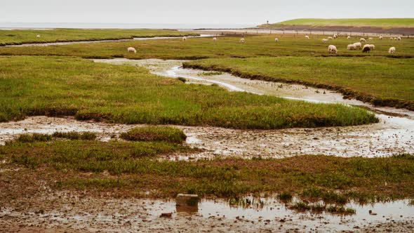 intertidal Wadden Sea Strieper Kwelder high tide refuge sheep grazing ZOOM IN