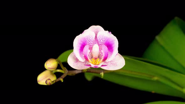 Blooming White Orchid Phalaenopsis Flower