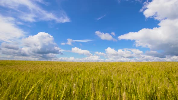 Wheat Field in the Countryside