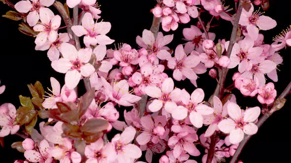 Pink Flowers Blossoms on the Branches Cherry Tree